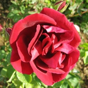 roza adelaida 1