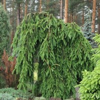 picea_abies_frohburg