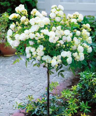 Садовый центр «Ella» - Цветущие растения: Роза штамбовая (Rose stam)