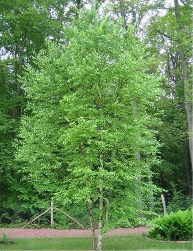 Береза пушистая класс. Betula pubescens. Береза пушистая Бетула. Береза пушистая Betula pubescens высота. Береза Betula pubescens.